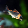Venezuela Corydoras Catfish (Single)