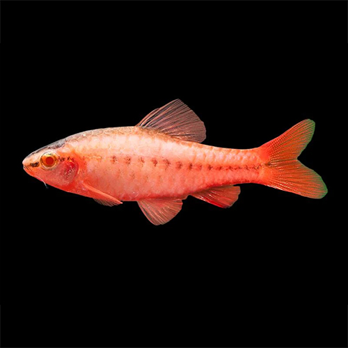 Albino Cherry Barb Fish (pair)