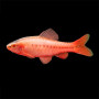 Albino Cherry Barb Fish (Pair)