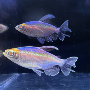 Albino Congo Tetra Fish (Pair)