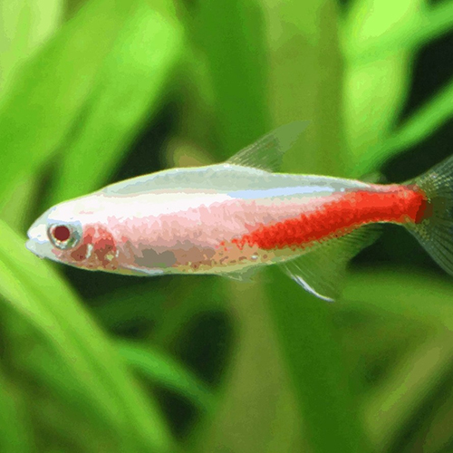 Albino Neon Tetra Fish (pair)