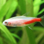 Albino Neon Tetra Fish (Pair)