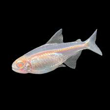 Albino Glowlight Tetra Fish (Pair)