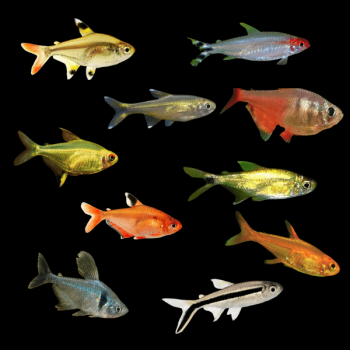Assorted Tetra Fish - 6nos