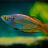 Australian Rainbow Fish (Pair)