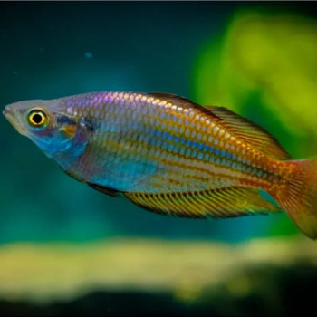 Australian Rainbow Fish (Pair)