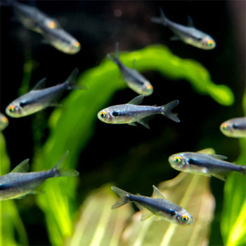 Black Diamond Neon Tetra Fish (Pair)