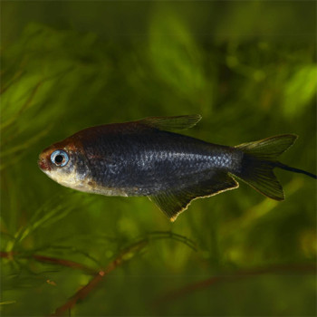 Black Palmeri Tetra Fish (Pair)