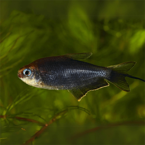Black Palmeri Tetra Fish (pair)