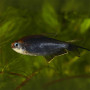 Black Palmeri Tetra Fish (Pair)