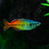 Bosmania Rainbow Fish (Pair)