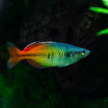 Bosmania Rainbow Fish (Pair)