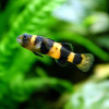 Bumble Bee Goby (Pair)