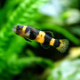 Bumble Bee Goby (Pair)