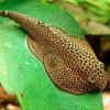 Hillstream Loach (Single)