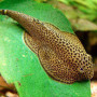 Hillstream Loach (Single)