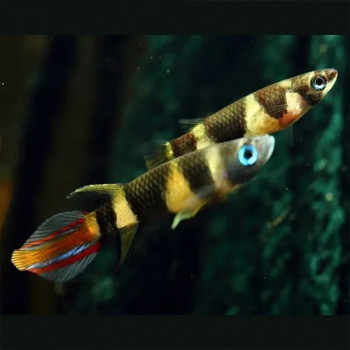 Clown Killi (Pair)