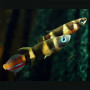 Clown Killi (Pair)