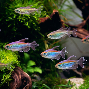 Congo Tetra Fish (Pair)