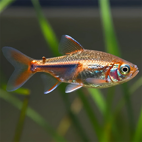 Copper Tetra Fish (pair)