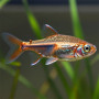 Copper Tetra Fish (Pair)