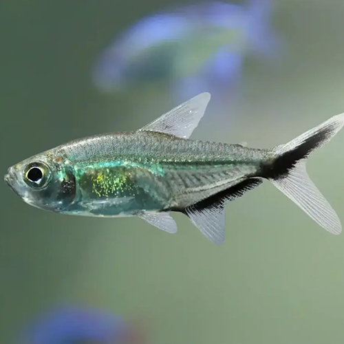 Costea Tetra Fish (pair)
