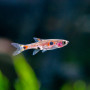 Dwarf Maculatus Rasbora Fish (Pair)