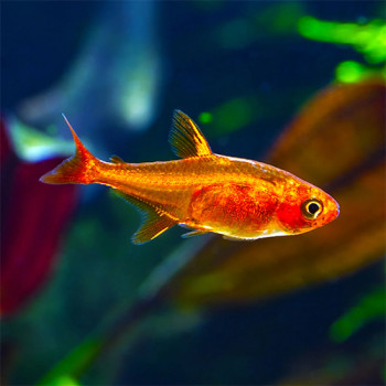 Ember Tetra Fish (Pair)