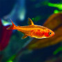 Ember Tetra Fish (Pair)