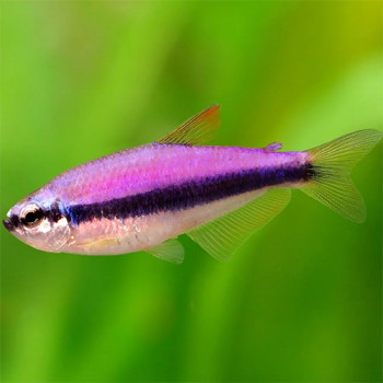 Emperor Tetra Fish (Pair)