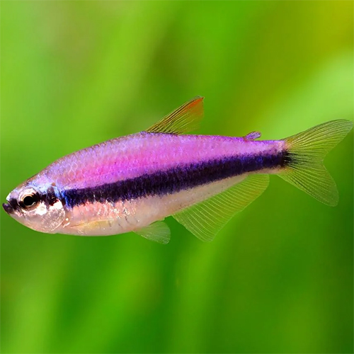 Emperor Tetra Fish (pair)