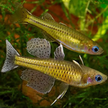 Gatrude Rainbow Fish (Pair)