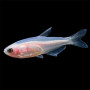 Golden Blue Emperor Tetra Fish (Pair)