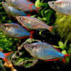 Neon Rainbow Fish (Pair)