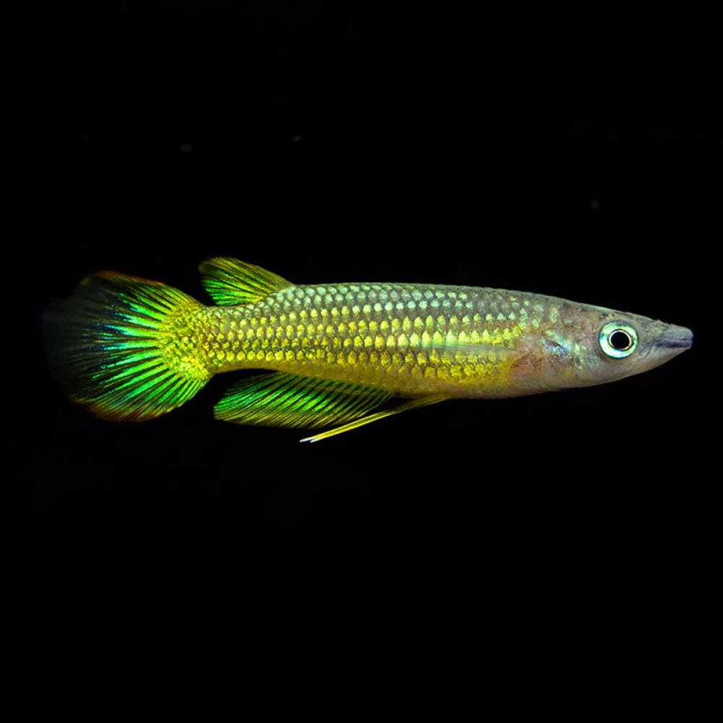 Neon Yellow Penchex Fish (Single)