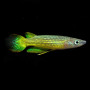 Neon Yellow Penchex Fish (Single)