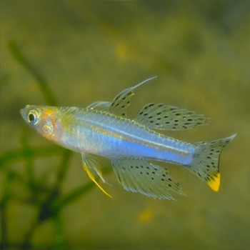 Paskai Blue Eye Fish (Pair)