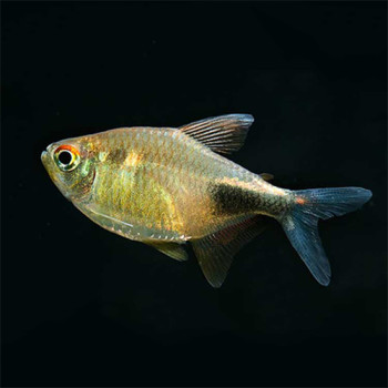 Pulchar Tetra Fish (Pair)