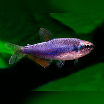 Purple Emperor Tetra Fish (Pair)