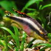Rainbow Kribensis Fish (Pair)