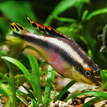 Rainbow Kribensis Fish (Pair)