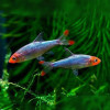Rasbora Sawbwa Fish (Pair)