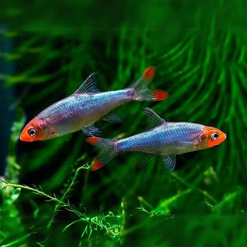 Rasbora Sawbwa Fish (pair)