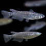 Rice Fish Black (Pair)
