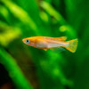 Rice Fish Orange (Pair)