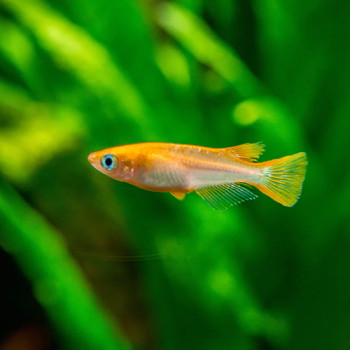 Rice Fish Orange (Pair)