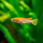 Rice Fish Orange (Pair)