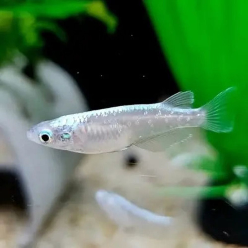 Rice Fish White (pair)
