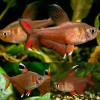 Rosy Tetra Fish (Pair)