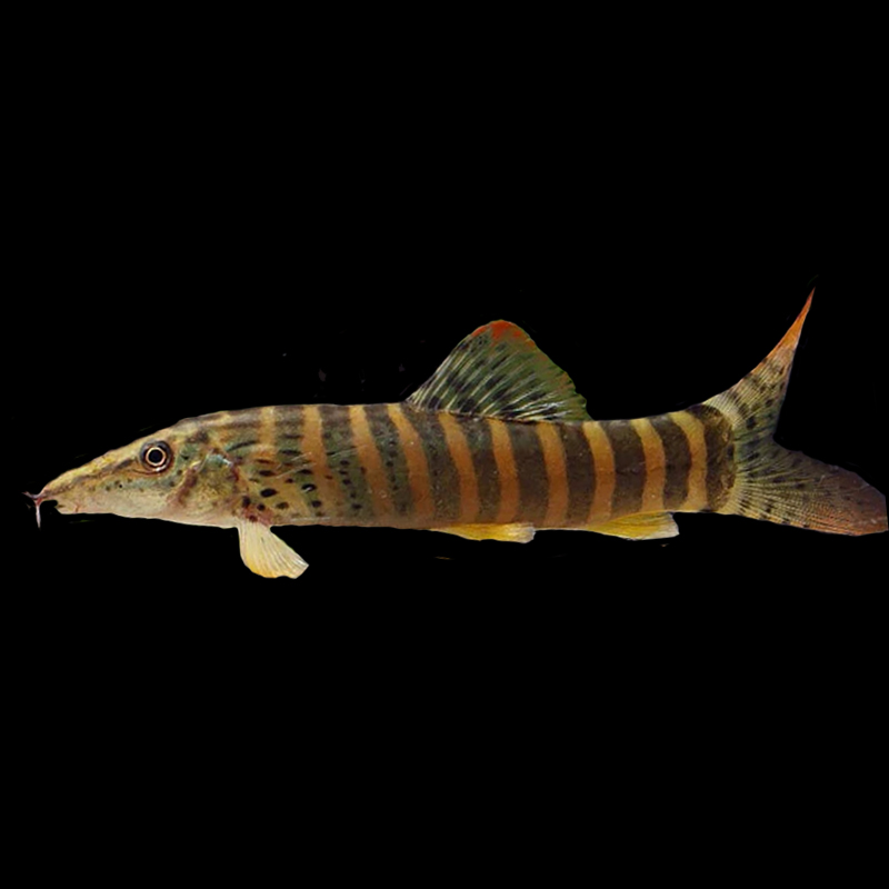 Royal Botia Loach (Single)